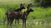 Mehr als 500 vom Aussterben bedrohte Afrikanische Wildhunde leben im Ruaha-Nationalpark in Tansania.