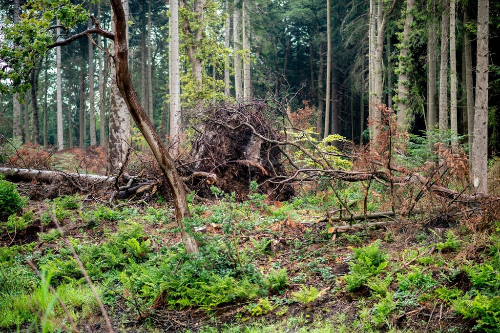 Mehrere entwurzelte Bäume liegen in einem Waldstück nahe des Ortskerns.