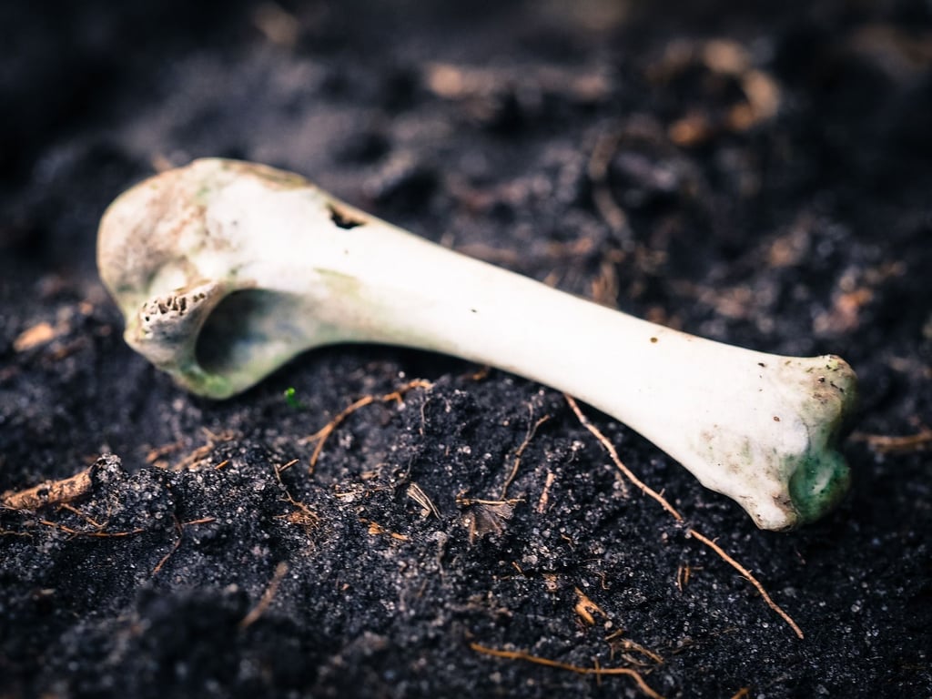 Im Harz sind bei Ausgrabungen durch Archäologen zwischen Harzgerode und Quedlinburg Knochen zum Vorschein gekommen, die eine düstere Geschichte zu erzählen scheinen. Symbolbild:
