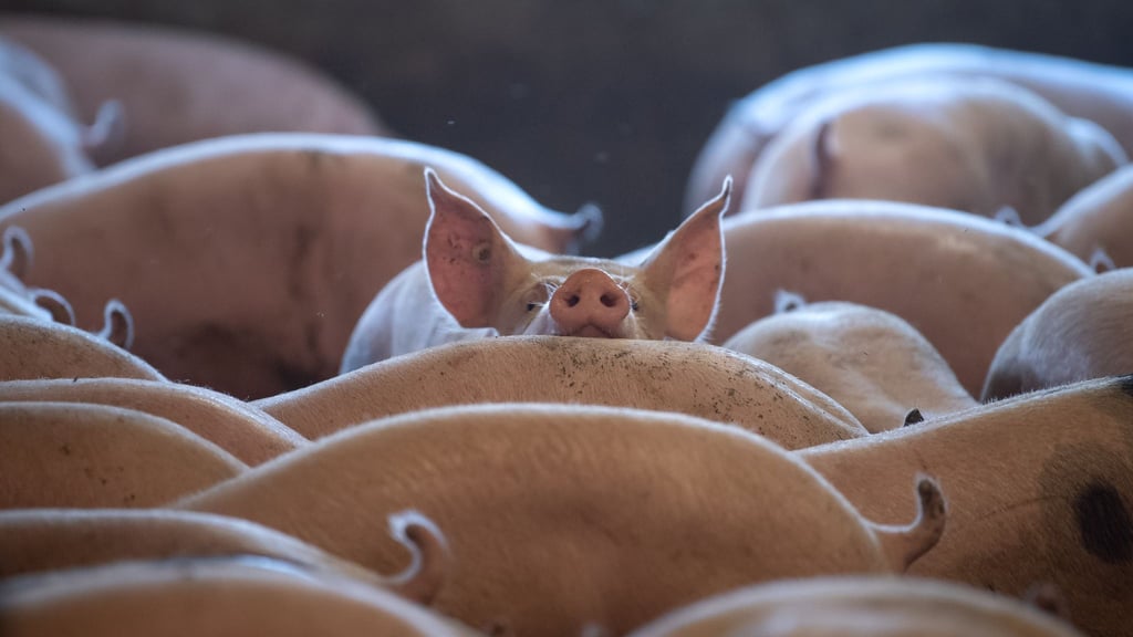 Schweine stehen in einem Stall in Niedersachsen.