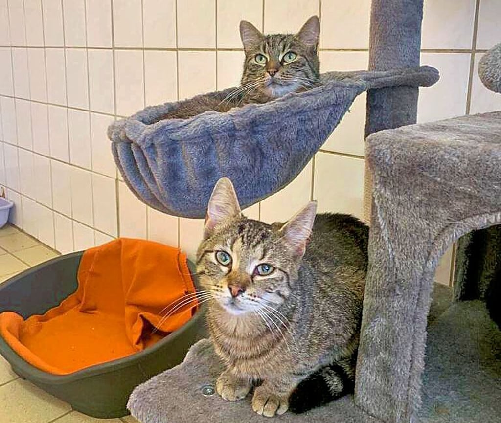 Waren auf sich allein gestellt: Sieben Katzen kamen mit Katzenschnupfen ins Tierheim Satuelle in Haldensleben