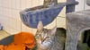 Waren auf sich allein gestellt:  Sieben Katzen kamen mit Katzenschnupfen ins Tierheim Satuelle in Haldensleben