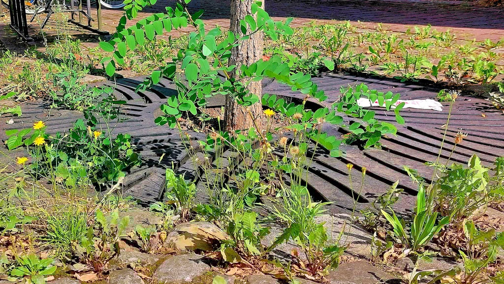 Eigentum verpflichtet: Das gilt auch für die Straßenreinigung. Der Platz vor einem Haus am Schildplatz hat zum Beispiel eine gründliche Aktion zur Beseitigung des Unkrauts nötig. Denn dort wuchert das Unkraut wild vor sich hin.