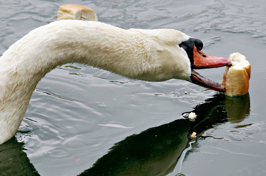 Nur eines von mehreren Problemen bei der Fütterung am Wasser: Zu große Brotstücke können von den Tieren nicht zerteilt werden. Sie landen oft am Grund des Gewässers, verbrauchen bei ihrer Zersetzung Sauerstoff und können zum „Umkippen“ führen.