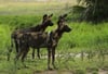 Mehr als 500 vom Aussterben bedrohte Afrikanische Wildhunde leben im Ruaha-Nationalpark in Tansania.