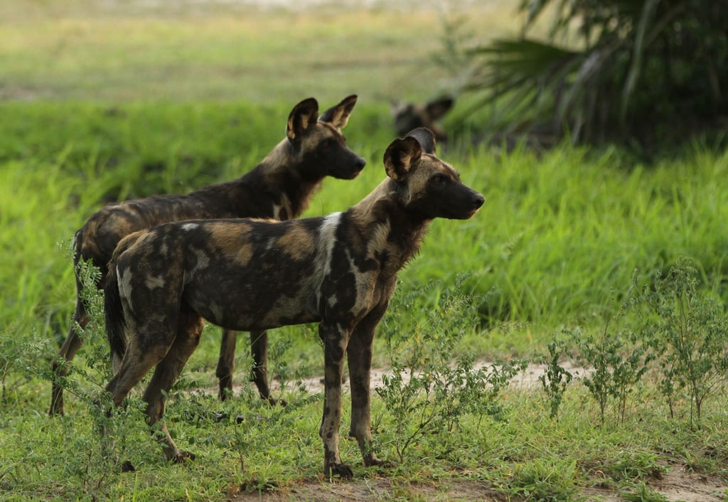 Mehr als 500 vom Aussterben bedrohte Afrikanische Wildhunde leben im Ruaha-Nationalpark in Tansania.