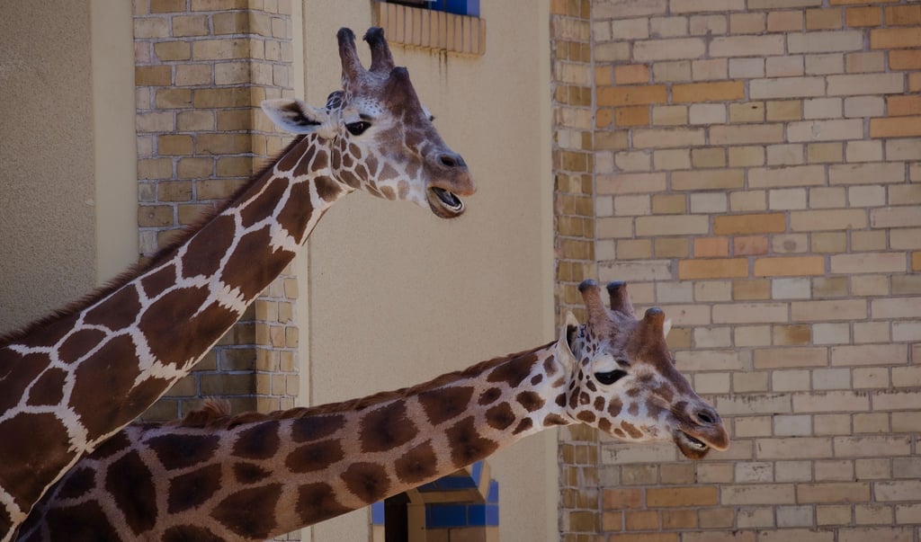 Zwei Giraffen stehen bei Sonnenwetter in ihrem Gehege.