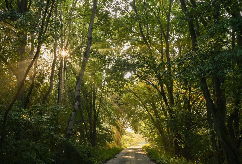 Die Sonne leuchtet durch den Morgennebel im Nationalpark Unteres Odertal.