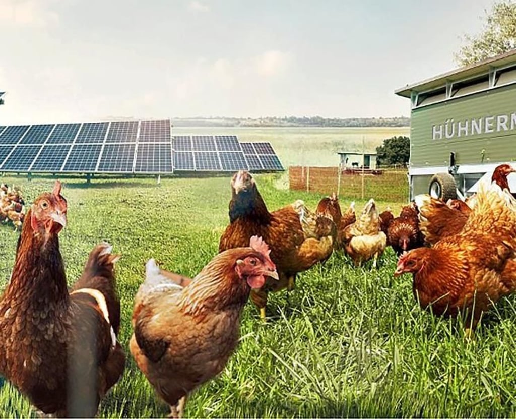 In dem geplanten Solarpark am Geiseltalsee sollen Bio-Hühner gehalten werden.