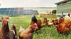 In dem geplanten Solarpark am Geiseltalsee sollen Bio-Hühner gehalten werden.