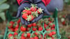 Eine Mitarbeiterin auf „Karls Erdbeerhof“ hält frisch geerntete Erdbeeren in ihren Händen. Das Unternehmen plant jetzt bei Berlin einen Freizeitpark rund um "Bibi und tina". .