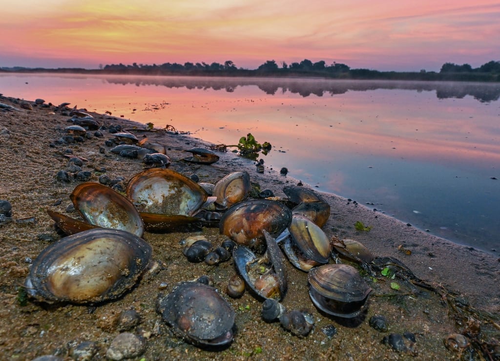 Tote Muscheln und Wasserschnecken liegen am Morgen am Ufer vom deutsch-polnischen Grenzfluss Oder.