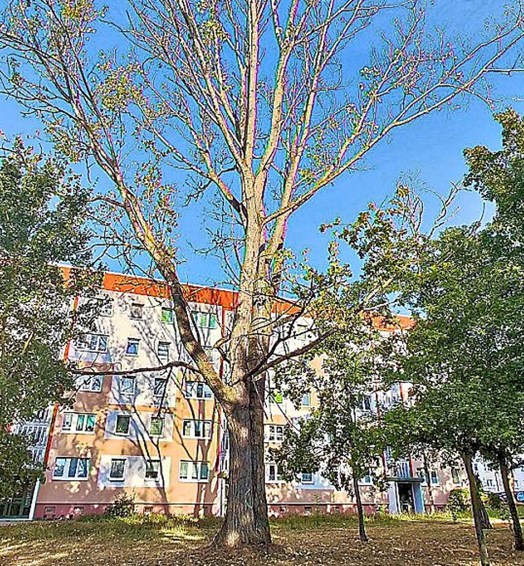 Einige Bäume im Stadtbild sind durch die Trockenheit abgestorben.