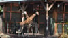 Giraffenhaus im Zoo Magdeburg. Am 19. und 22. August ist die Einrichtung extralang geöffnet. Und es gibt Programm.
