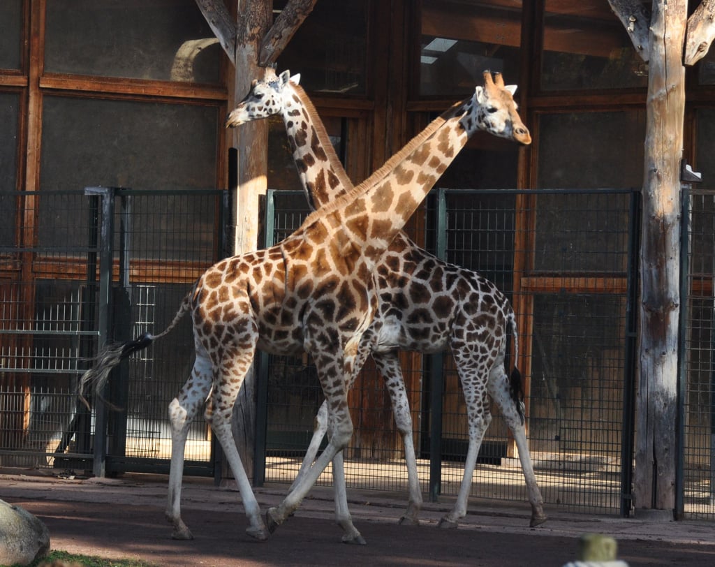 Giraffenhaus im Zoo Magdeburg. Am 19. und 22. August ist die Einrichtung extralang geöffnet. Und es gibt Programm.