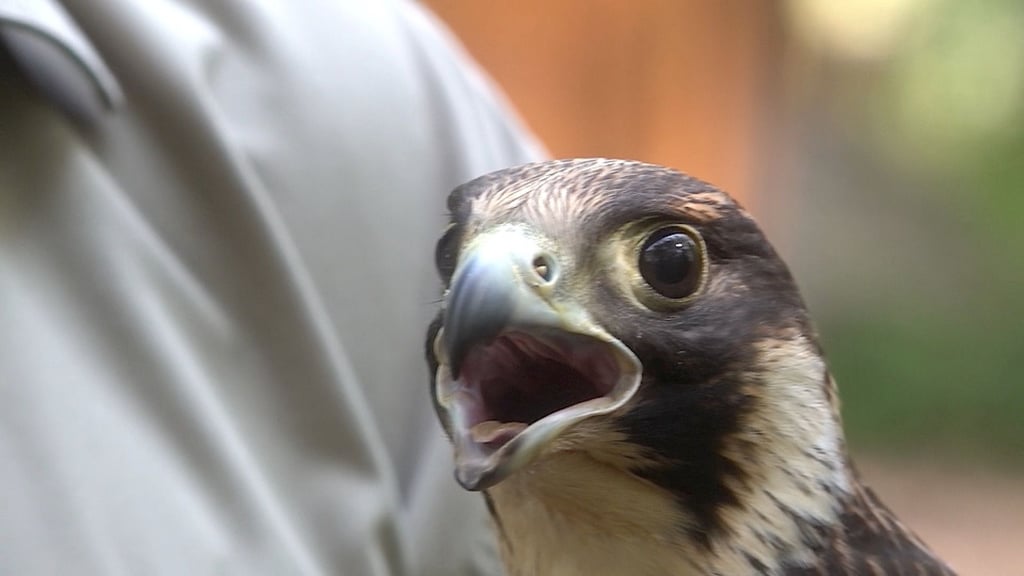 Nachdem sie bei Zielitz eine Gewehrkugel getroffen hat, muss das Wanderfalken-Weibchen die Kugel zeitlebens in ihrem Inneren tragen zu müssen. Foto:
