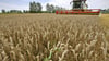 Die Weizenernte fiel in diesem Jahr schlechter aus als im Vorjahr. Grund dafür ist der fehlende Niederschlag, der die Qualität der Körner reduziert.