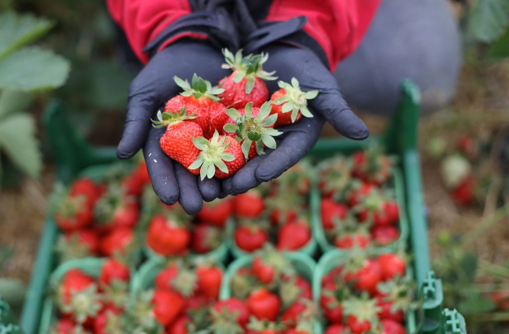 Eine Mitarbeiterin auf „Karls Erdbeerhof“ hält frisch geerntete Erdbeeren in ihren Händen.