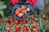Eine Mitarbeiterin auf „Karls Erdbeerhof“ hält frisch geerntete Erdbeeren in ihren Händen.