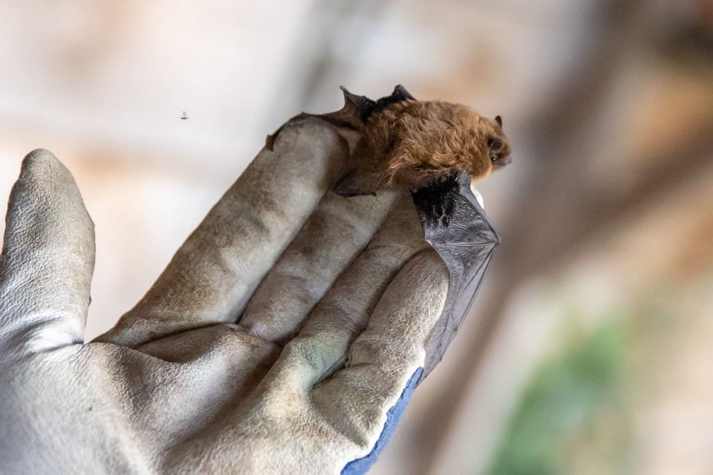 Eine Mückenfledermaus sitzt im Freiflug-Voliere einer Fledermaus-Auffangstation auf einer Hand.