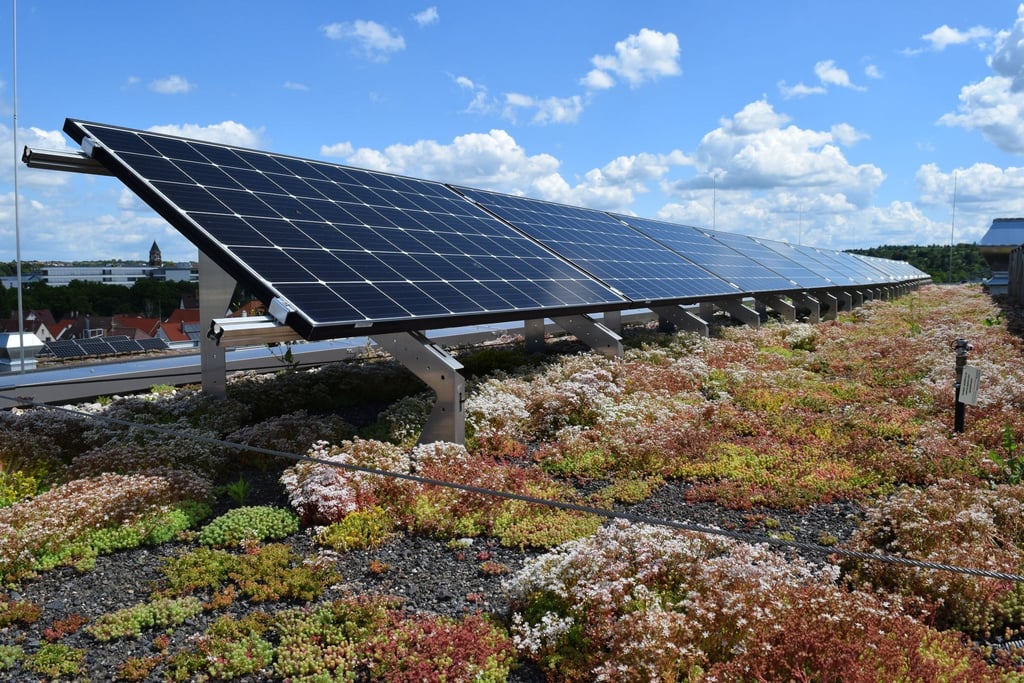 Für ein Solargründach eignen sich niedrig wachsende Pflanzen, die Trockenheit gut vertragen.