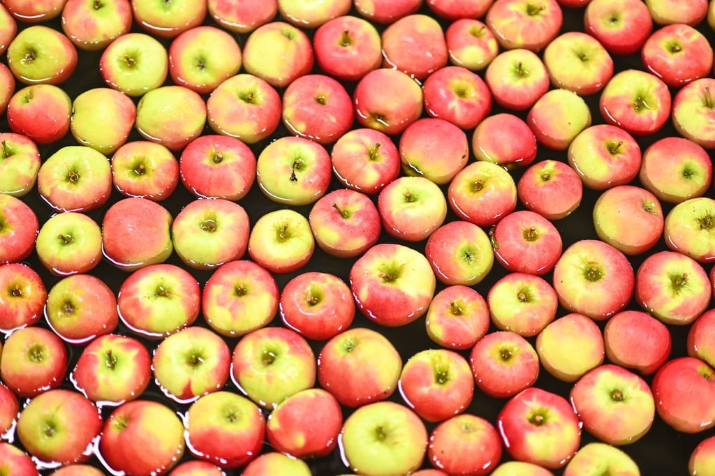 Äpfel der Sorte Elstar schwimmen im Großmarkt Salem-Frucht in Baden-Württemberg in einer Wasserstraße.