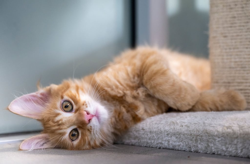 Eine Katze wurde in Dessau von einem Balkon im vierten Stock gestoßen