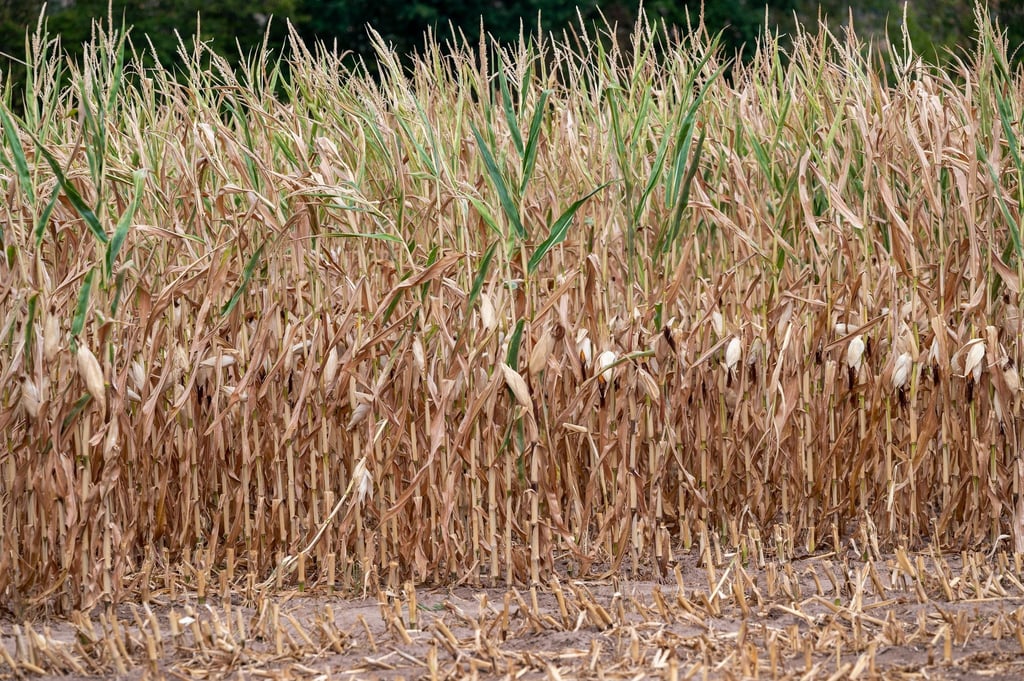 Vertrockneter Mais steht auf einem Feld. Die anhaltende Trockenheit macht den Feldfrüchten schwer zu schaffen.
