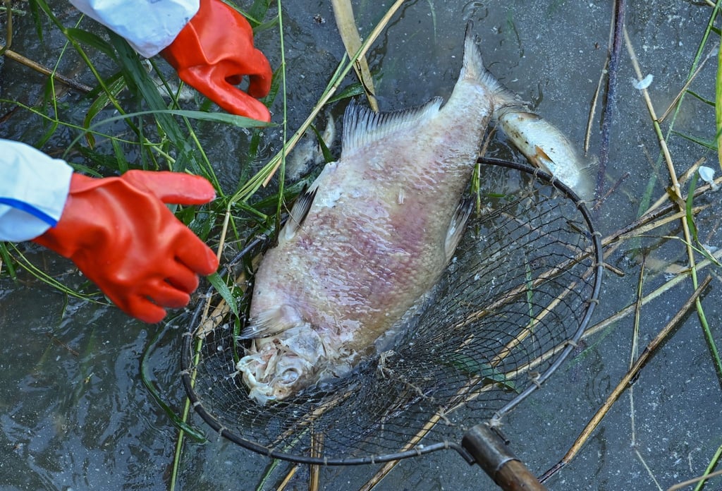 Ein toter und schon verwester Fisch wird von Helfern aus dem Wasser des Grenzflusses Westoder geborgen.