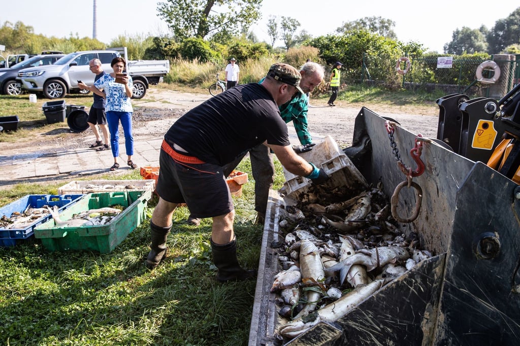 Menschen sind mit dem Herausfischen von toten Fischen aus der Oder in Stettin im Einsatz.