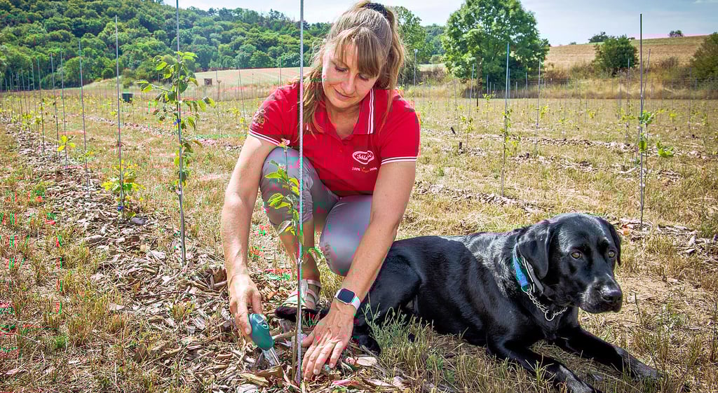 Kirsten Tänzer mit Abbie auf einer der beiden Plantagen, auf der Trüffel aufgezogen werden. Das Projekt ist ein Vorhaben des Unternehmens MHV, das in den Händen ihres Mannes Mark Tänzer liegt. Die Labrador-Hündin hat eine Ausbildung zum Trüffelspürhund absolviert.