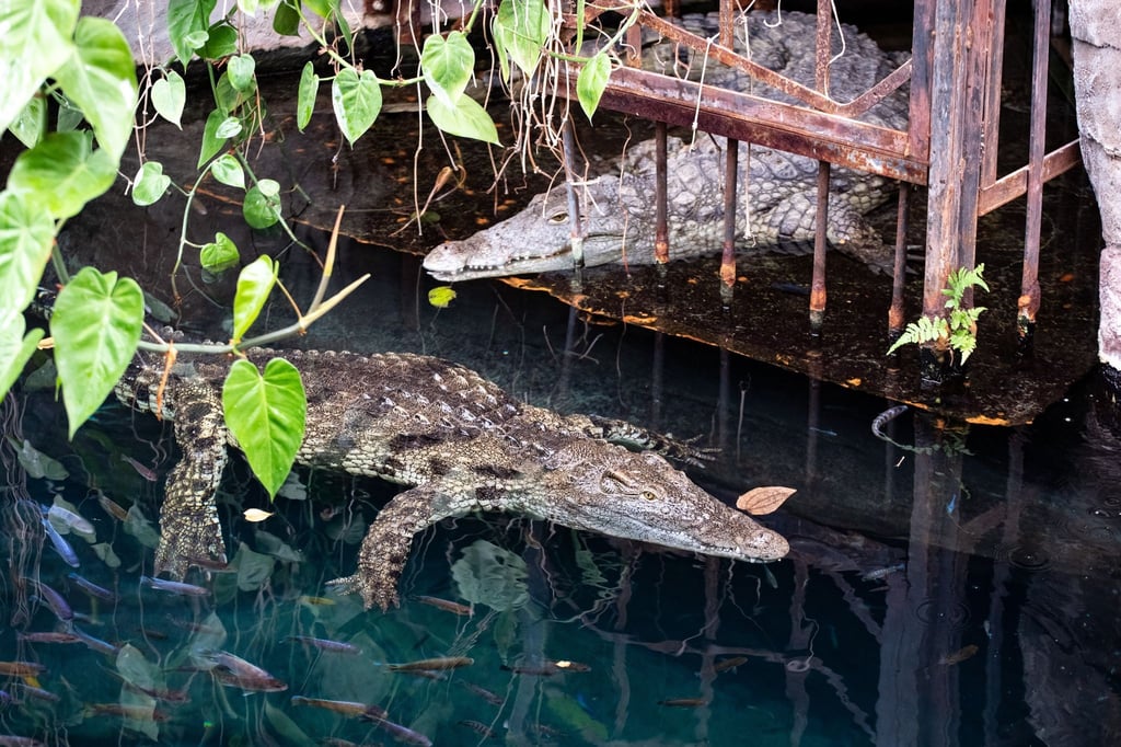 Neuzugang Linyanti schwimmt im Becken vor der am Ufer liegenden Mia. Der Tierpark Hagenbeck hat Neuzugänge bei den Nilkrokodilen vorgestellt.