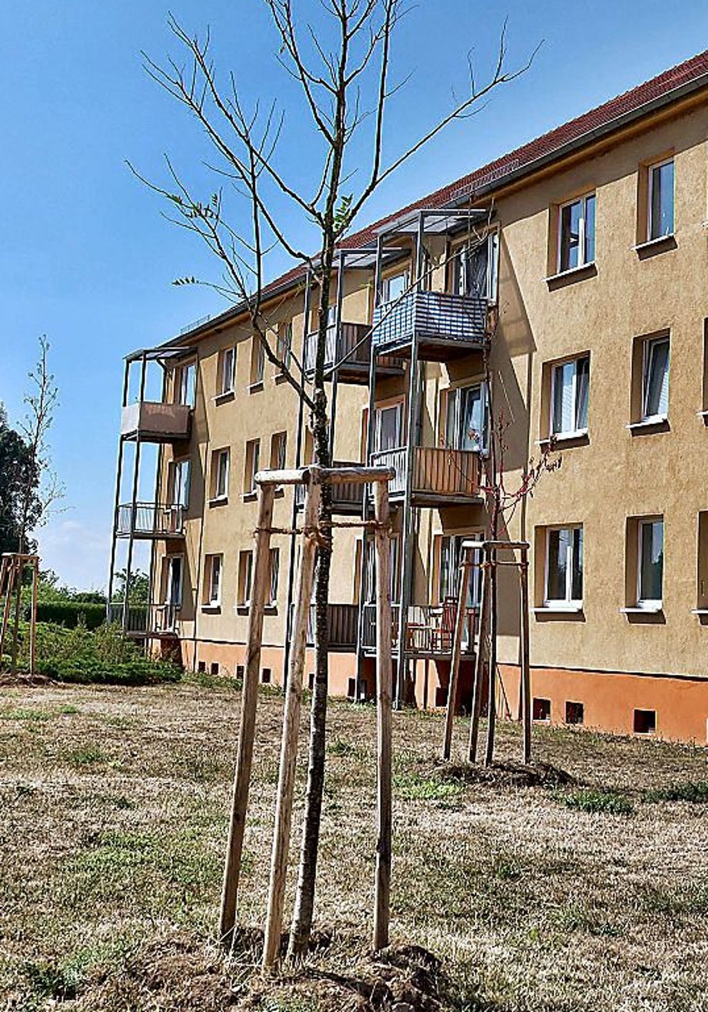 Bäume, die im Frühjahr gepflanzt wurden, sind vertrocknet.