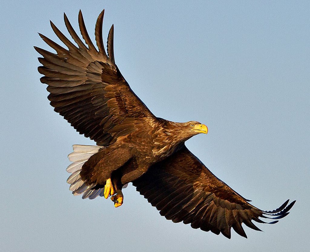 Der Seeadler findet an der Elbe reichlich Beute.