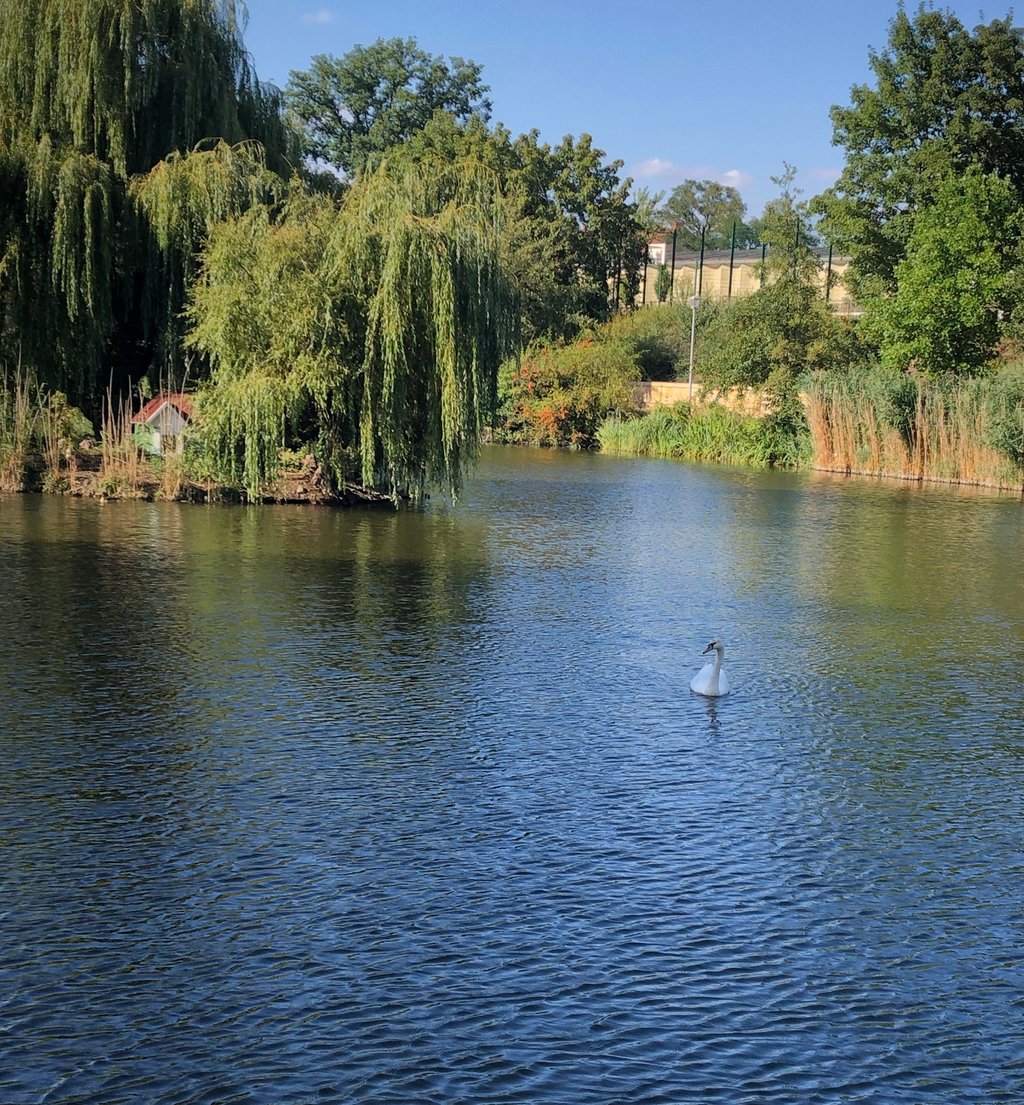 „Diva“ allein auf dem Teich