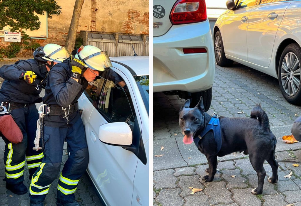 Kräfte der Feuerwehr Magdeburg zeigen vollen Einsatz, um einen Hund aus einem aufgeheizten Auto zu retten.
