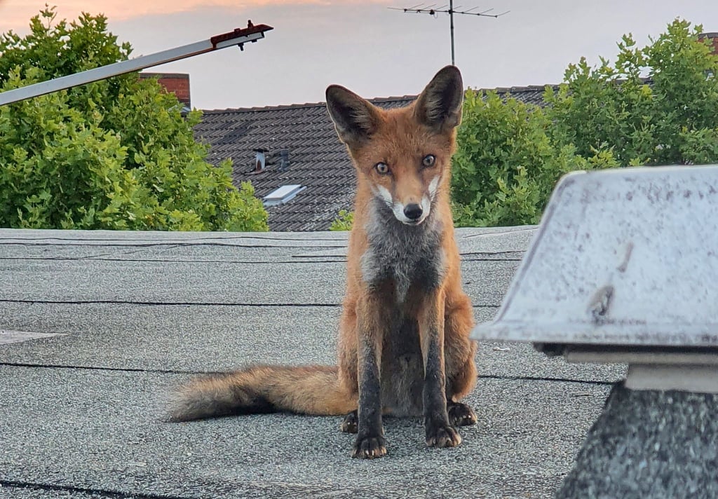 Ein junger Fuchs sitzt auf einem Dach in Berlin-Charlottenburg.