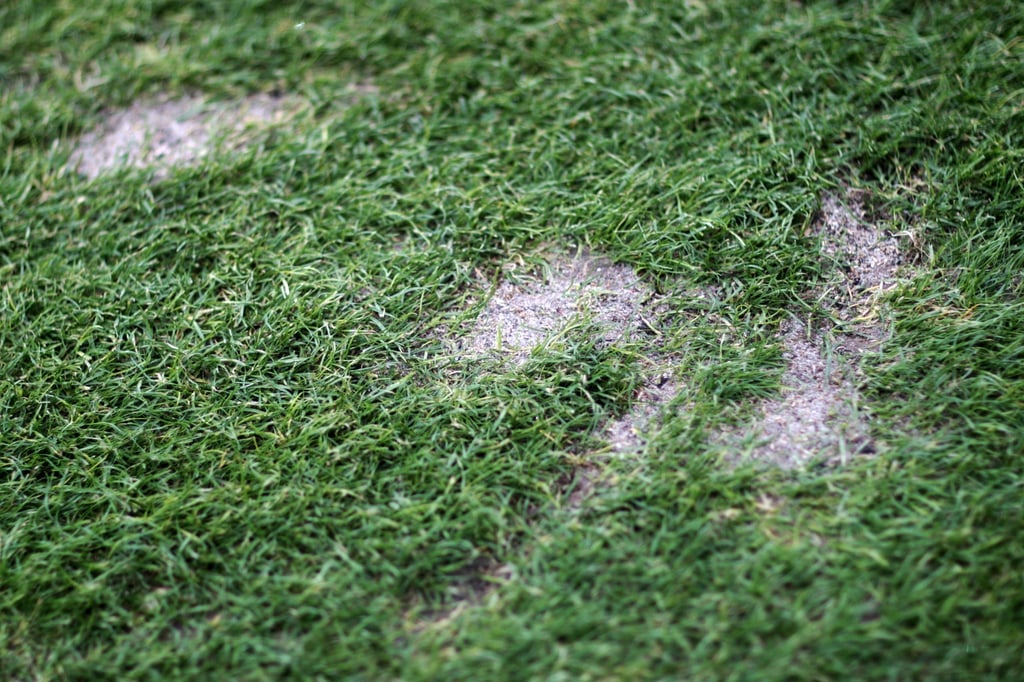 Auf dem Rasen eines Fußballplatzes sind Beschädigungen zu erkennen.