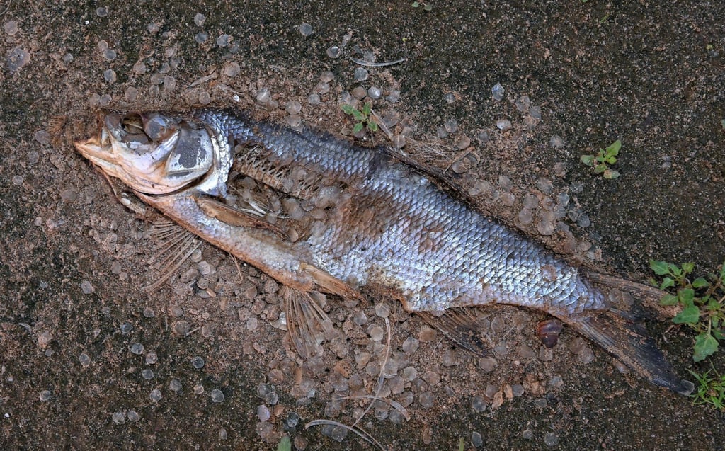 Ein toter Fisch am Ufer der Oder in Lebus.