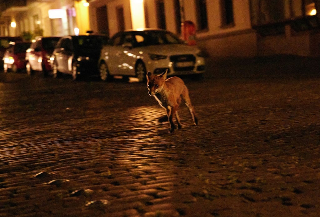 Ein Fuchs streunt nachts durch den Bergmannkiez.