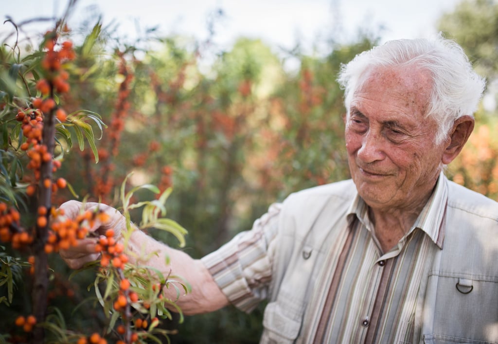 Ende August beginnt die Ernte der orangefarbenen Multivitamin-Beere mit dem speziellen Geschmack. Hans Joachim Albrecht ist der Begründer der Sanddorn-Kultur.