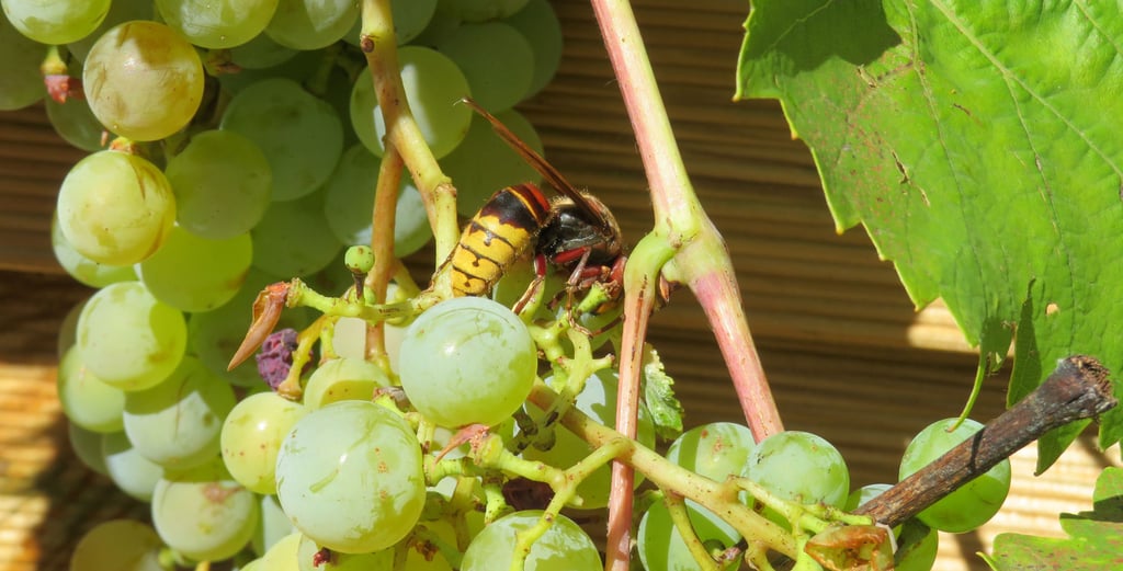 Eine Hornisse labt sich am Wein in einem Garten in Biederitz.