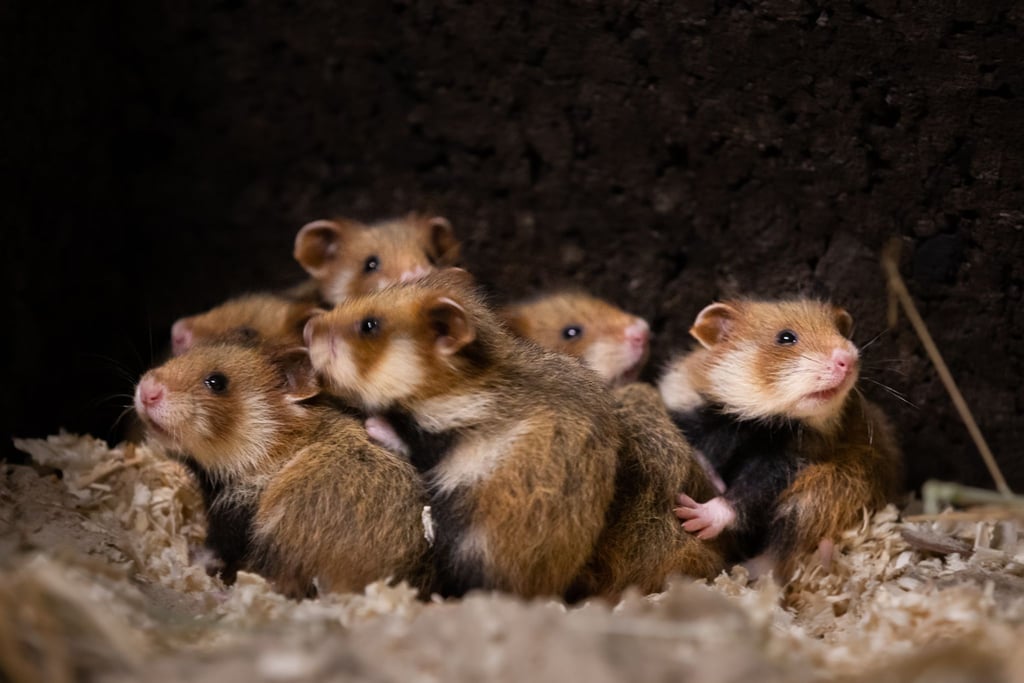 Feldhamster-Nachwuchs in einer neuen Zucht- und Forschungsstation für den Europäischen Feldhamster im Tierpark Berlin.