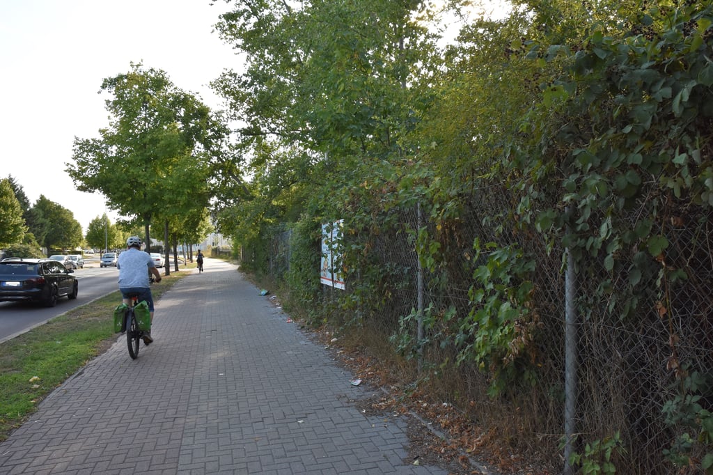 Hinter einem Zaun und dichtem Gestrüpp befindet sich das brachliegende Grundstück inmitten von Magdeburg-Cracau.