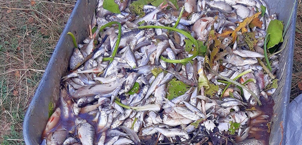 Über eine Tonne toter Fische haben 30 Helfer am Sonntag aus dem Wassensdorfer Schöpfwerk rausgeholt. Diese wurden mit einem Container zur ordnungsgemäßen Entsorgung abtransportiert.
