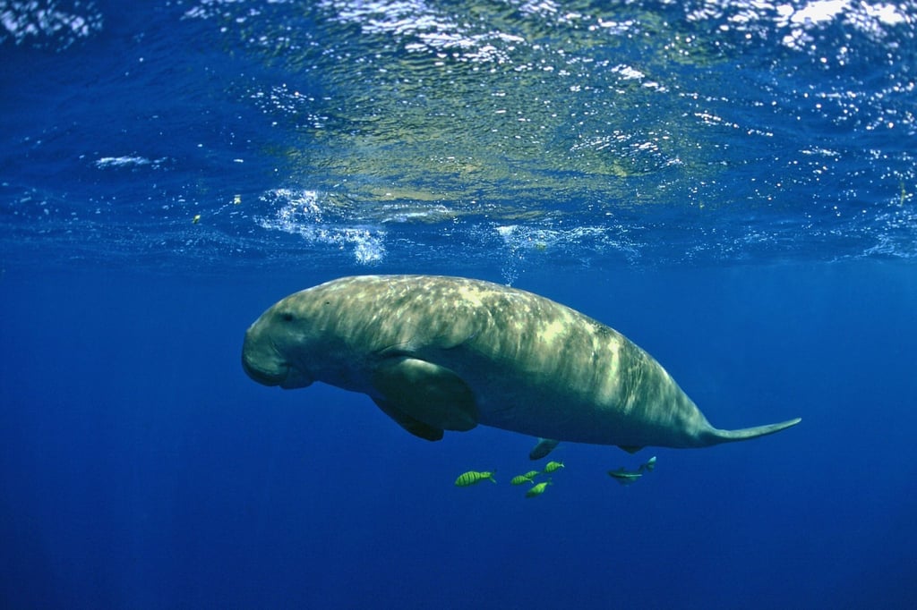 In China gibt es offenbar keine Dugongs mehr - Forscher erklärten sie dort für ausgestorben.