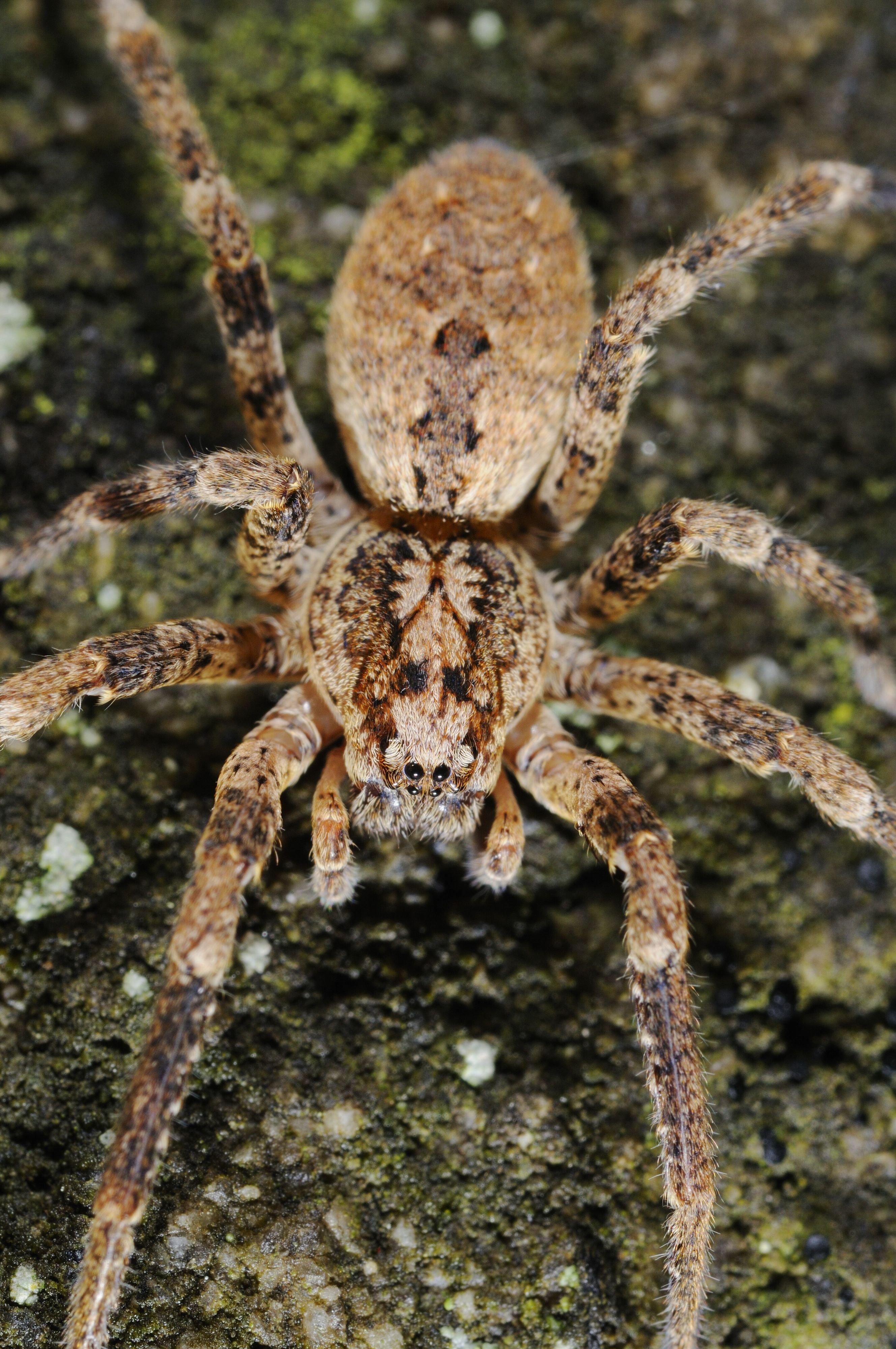 Groß Und Haarig: Nosferatu Spinne Breitet Sich In Deutschland Aus