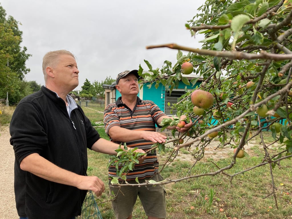 Obst und Gemüse sind deutlich kleiner: Die Folgen der Hitze bemerken auch Martin Klöden (l.) und Fred Schwarz vom Kleingartenverein Bergstedt in Bernburg in diesem Jahr wieder deutlich.