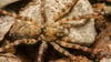 Die Nosferatu Spinne fängt ihre Beute nicht wie üblich mit Netzen. Sie springt die potenzielle Nahrung an.