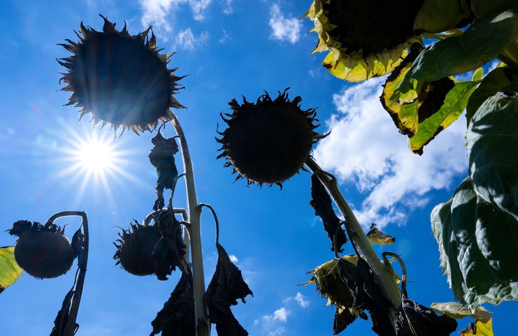 Völlig ausgetrocknet: Sonnenblumen in der Sonne.